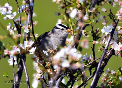 White-crowned Sparrow