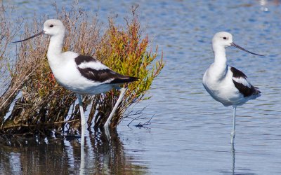 American Avocets, winter plumage