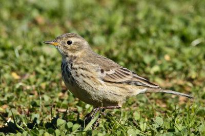 American Pipit