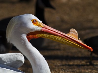 American White Pelican, breeding plumage