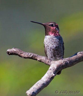 Anna's Hummingbird, male