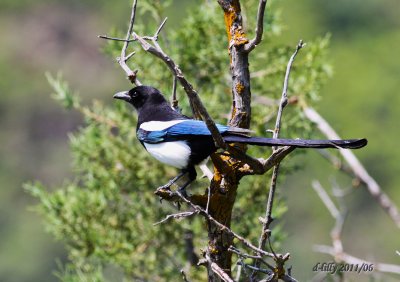 Black-billed Magpie