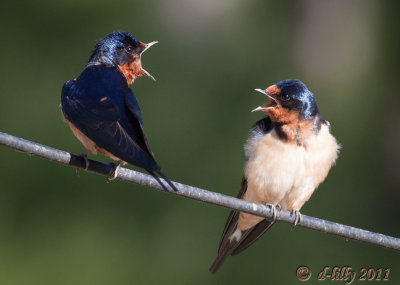 Barn Swallows