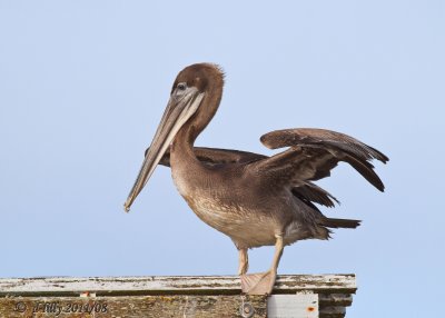 Brown Pelican, juvenile