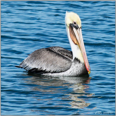 Brown Pelican