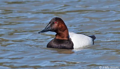 Canvasback 