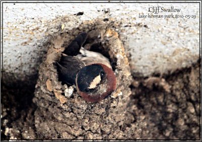 Cliff Swallow 