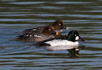 Common Goldeneyes 