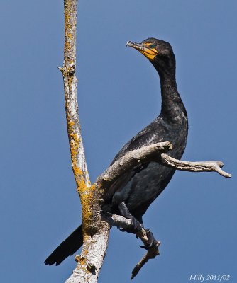 Double-crested Cormorant