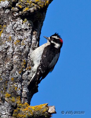 Downy Woodpecker