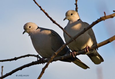 Eurasian Collared-Doves