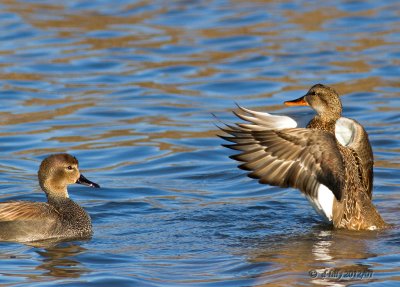 Gadwall pair