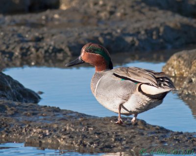 Green-winged Teal
