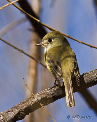 Hammond's Flycatcher