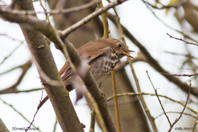 Hermit Thrush