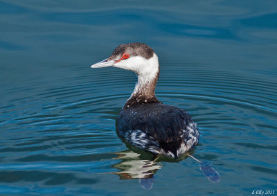 Horned Grebe