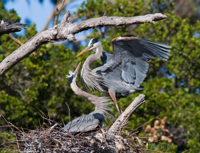 Great Blue Heron, pair at nest