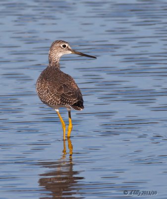 Greater Yellowlegs
