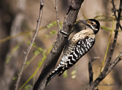 Ladder-backed Woodpecker, female 
