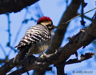 Ladder-backed Woodpecker, male. 