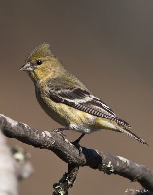 Lesser Goldfinch  