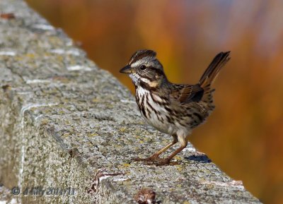 Song Sparrow 