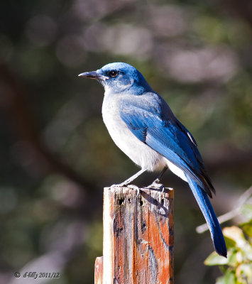 Mexican Jay 