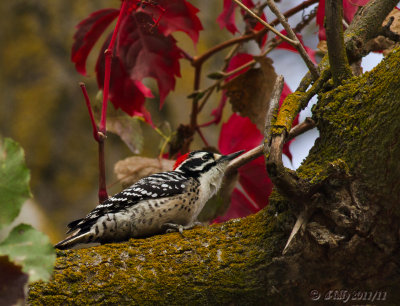 Nuttall's Woodpecker, male 