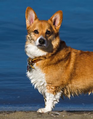 Corgy