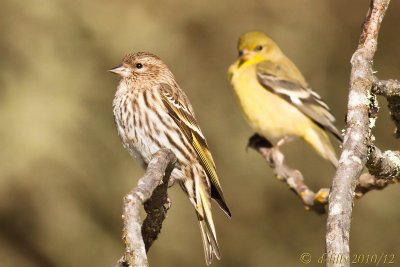 Pine Siskin 