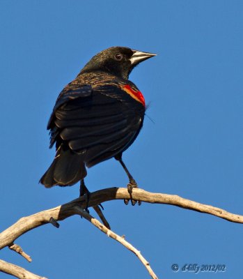 Red-winged Blackbird, male 