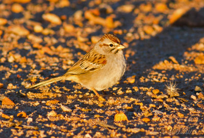 Rufous-winged Sparrow