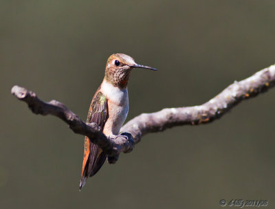 Rufous Hummingbird  