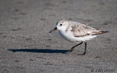 Sanderling