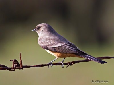 Say's Phoebe