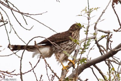 Sharp-shinned Hawk