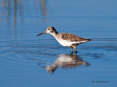 Solitary Sandpiper