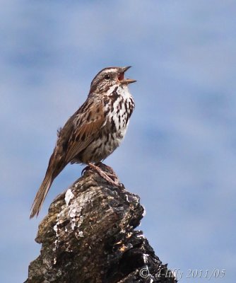 Song Sparrow