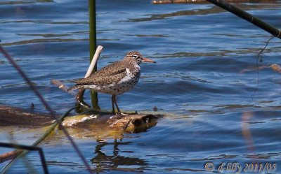 Spotted Sandpiper, breeding plumage