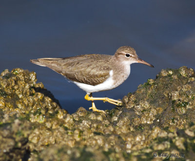 Spotted Sandpiper