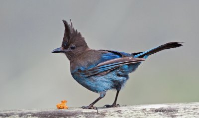 Steller's Jay