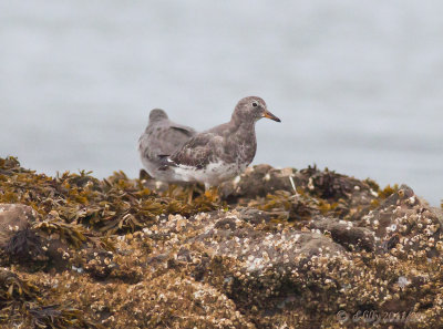 Surfbird