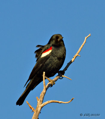 Tri-colored Blackbird