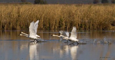 Tundra Swan