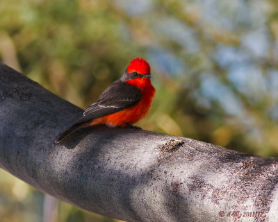 Vermilion Flycatcher