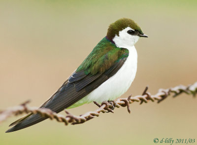 Violet-green Swallow