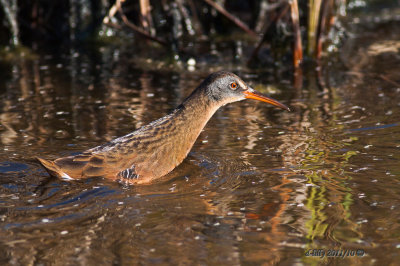 Virginia Rail