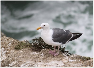 Western Gull