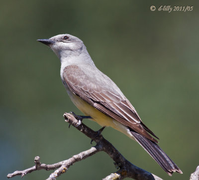 Western Kingbird