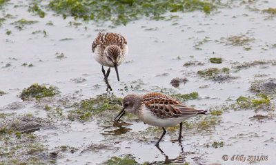 Western Sandpiper